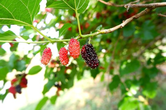 Red and black mulberries on tree branch close-up