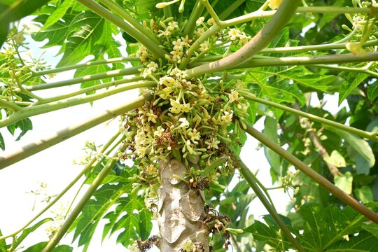 The delicate, waxy cream-colored flowers of a Papaya tree (Carica papaya), emerging from the leaf axils.