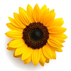 Fototapeta premium A vibrant yellow flower with dark brown center