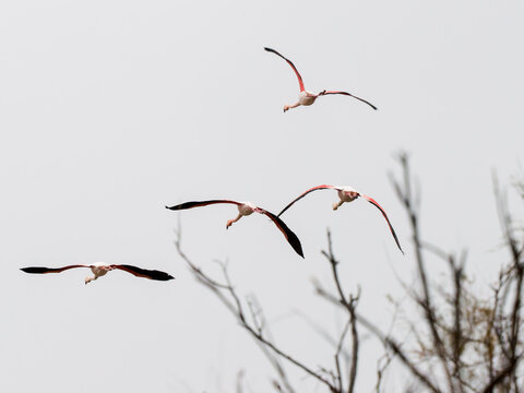 Groupe de flamants roses (Phoenicopterus roseus) en vol dans le ciel, oiseaux embl&eacute;matiques des zones humides de Camargue