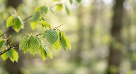 Fresh green leaves with green leaves on spring branch in soft forest light for spring freshness cleaning concept