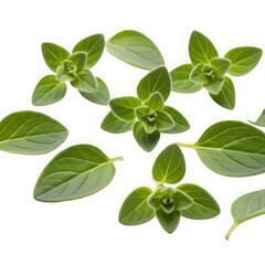 Obraz premium A cluster of fresh green mint leaves with serrated edges and pointed tips. isolated on white background