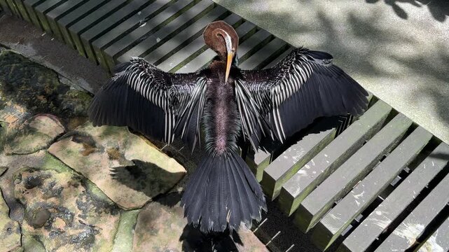 Oriental darter snake bird spreading wings in tropical bird park