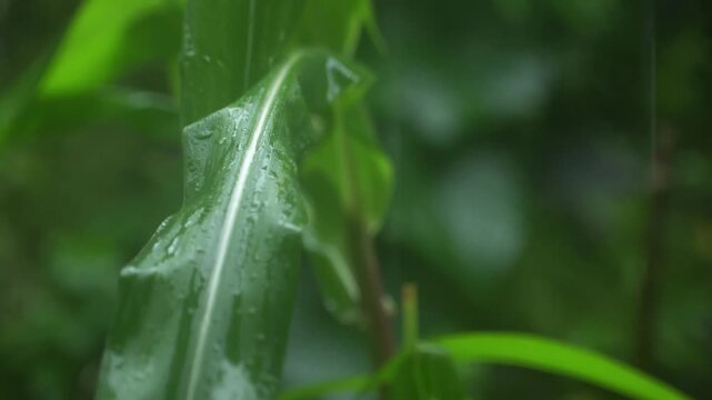 Close up shot of fresh corn leaves during rainfall, showing water droplets on green foliage in a rural farm garden.
