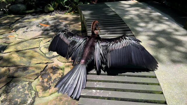 Oriental darter snake bird spreading wings in tropical bird park