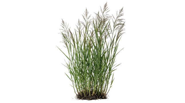 Patch of long thin green reed grass isolated on transparent background