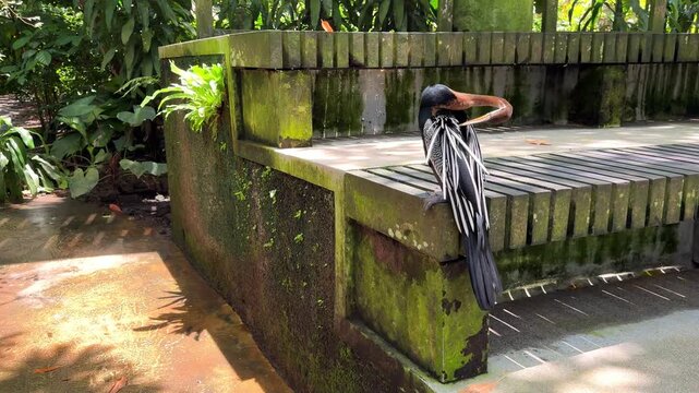 Oriental darter snake bird spreading wings in tropical bird park
