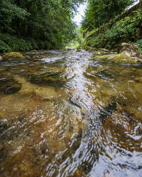 Clear Forest Stream in the Pyrenees From Water Level