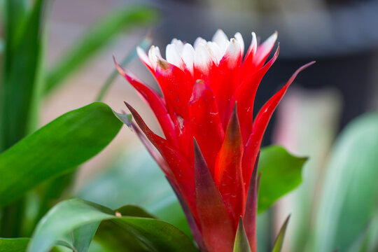 Guzmania Cardinalis" Images  Browse 333 Stock Photos, Vectors, and Video |  Adobe Stock