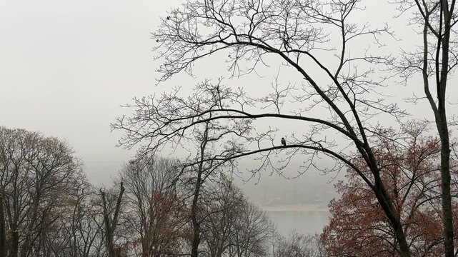 Dreary autumn landscape. Crow on bare tree.