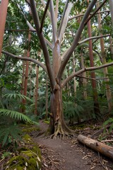 Obraz premium Tall Eucalyptus Tree with Exposed Roots in a Lush Green Rainforest, Natural Growth and Biodiversity