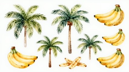 Fototapeta premium Watercolor Illustration of Tropical Palms and Banana Bunches on a White Background