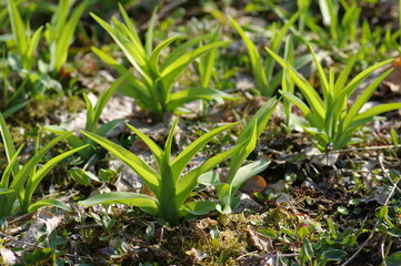 ヤブカンゾウの若葉