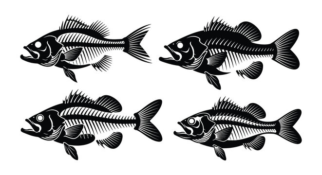 Anatomical illustration of five fish skeletons in a vintage style