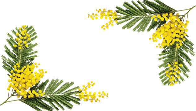Spring mimosa flower branches decorative corner frame vector illustration for greeting card design and background template