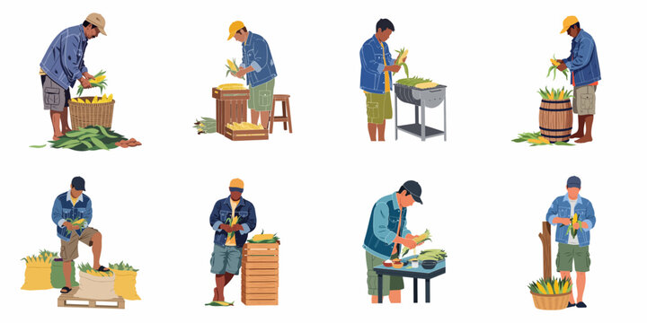 Set of flat vector illustrations depicting male agricultural workers husking, sorting, and grilling fresh corn on the cob against a white background.