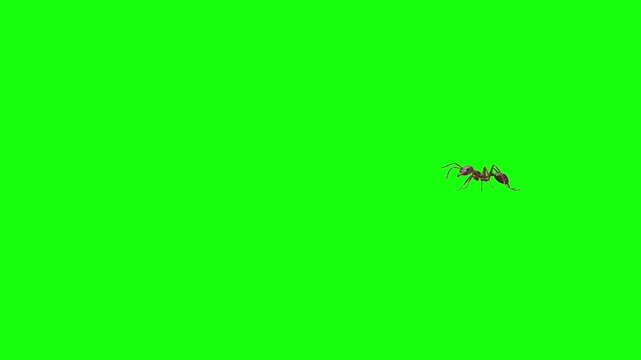 Ant Walking eating ringing black ant red ant  The concept of animal, wildlife, 3d animation Green Screen Realistic naturalistic 4K UHD chroma key background