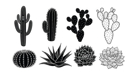 Botanical illustration of various desert cacti and succulent plants © Begum