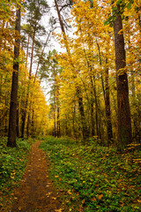 Obraz premium Forest path in autumn park covered with falling leaves. Beautiful woodland landscape during fall season for nature background.