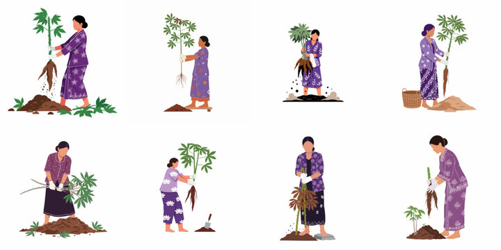 Indonesian women in traditional kebaya harvesting cassava roots, set of flat vector illustrations on white background.