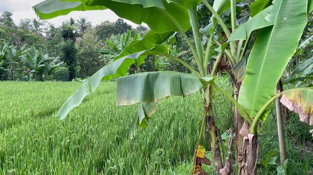 Banana tree growing on the edge of a rice field in a rural agricultural landscape