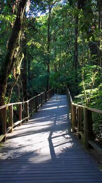 Wooden walkway winding through dense tropical forest on the Yod Doi hiking trail near Chiang Mai, Thailand, surrounded by tall trees and lush green vegetation in a peaceful mountain landscape.