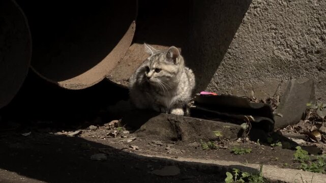 Grey Tabby Kitten Living Near Rusty Pipe and Concrete Wall Inside Suzhou Xiyuan Temple 1