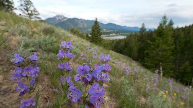 Purple wildflowers growing on a hillside with a lake and mountains in the background