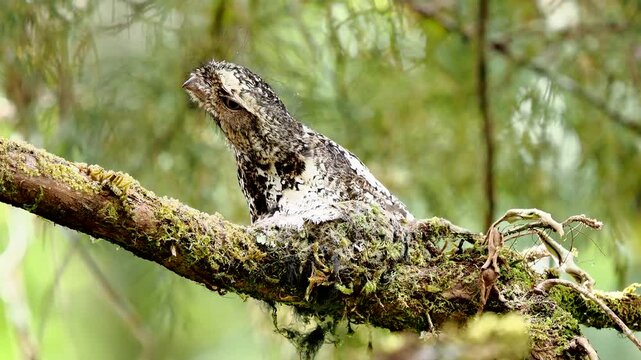Batrachostomus hodgsoni,Birds of Thailand Chiang Mai.