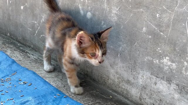 Small playful kitten taking a walk with curious steps outdoors