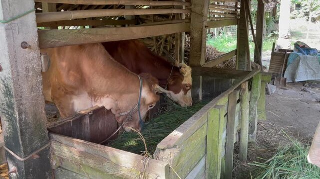 Brown cow eating grass inside a rural farm barn enclosure