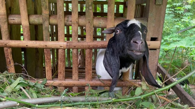 Curious goat head peeking through a livestock pen fence inside a rural barn