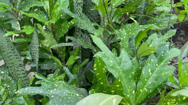 Close up of ornamental green plant leaves with yellow spots gently moving in natural light