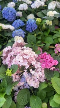 Vertical video of Hydrangea flowers blooming in soft pastel clusters in garden close up showing delicate petals and natural beauty