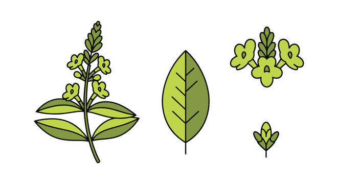 Lemon Verbena Flower Line art minimal creative abstract vector