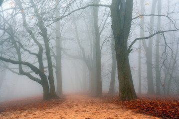 Fototapeta premium Fog in the woods