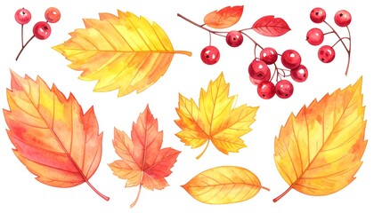 Obraz premium A collection of autumn leaves and red berries on a white background