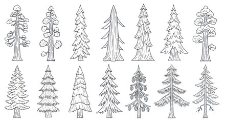 Obraz premium Hand-drawn Pine and Fir Trees Collection - Forest Elements