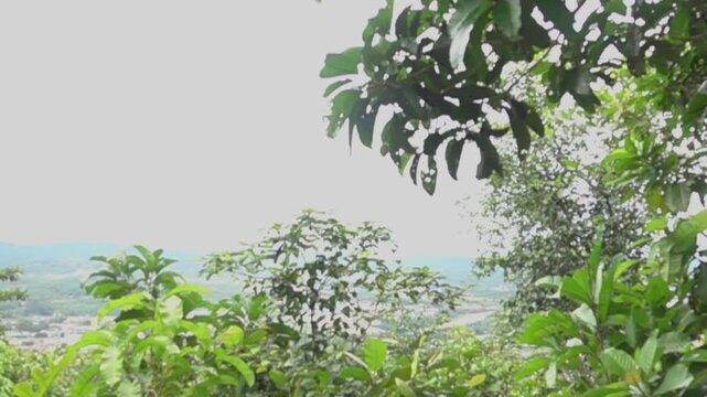 The flight of the great swifts (Apus melba) and fork-tailed swifts (Apus pacificus). slow motion. Vietnam rain forest. Slow motion