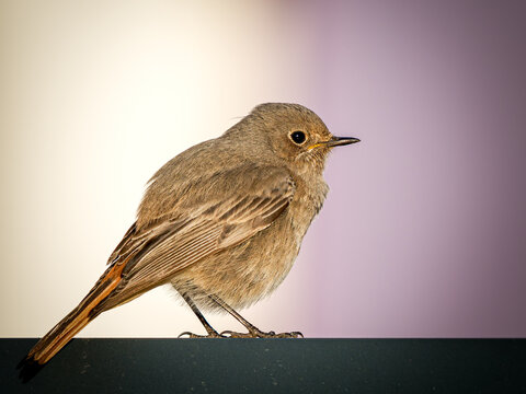 Rougequeue noir (Phoenicurus ochruros) perch&eacute; avec queue rousse visible, petit passereau europ&eacute;en photographi&eacute; en lumi&egrave;re naturelle