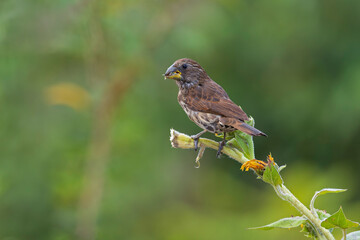A female thick-billed weaver (Amblyospiza albifrons) perched on a plant.