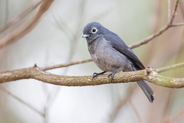 A White-eyed Slaty-Flycatcher (Melaenornis fischeri) perched on a branch.