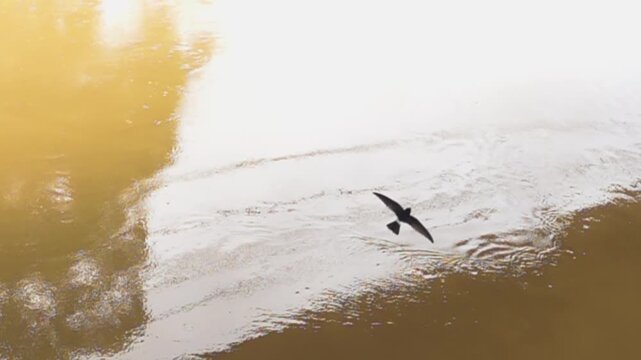 The flight of the great swifts (Apus melba) and fork-tailed swift (Apus pacificus). slow motion. Vietnam. Slow motion