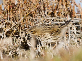 Fototapeta premium Pipit farlouse (Anthus pratensis) dans une végétation de marais salé en Camargue, petit passereau européen photographié en habitat naturel