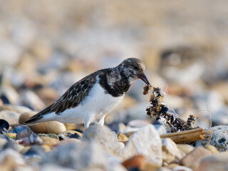 Tournepierre &agrave; collier (Arenaria interpres) se nourrissant d&rsquo;un mollusque sur une plage de galets en Camargue, limicole marin fouillant les coquillages du littoral
