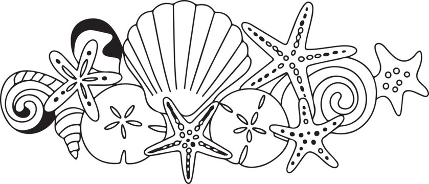 Collection of black outlines depicting marine life seashells starfish sand dollars and shells on transparent background