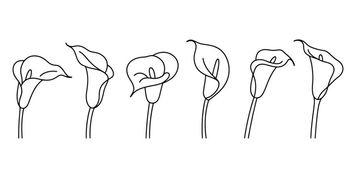 Collection of elegant calla lily flower line art sketches with minimalist black ink outlines