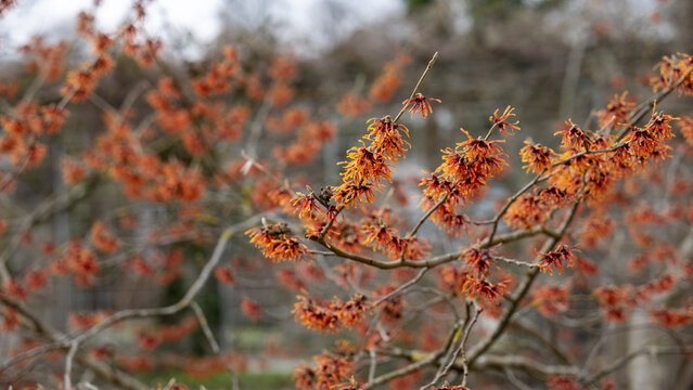 Orange flowers of Hamamelis &times; intermedia on shrub branches. Witch hazel ornamental plant blooming in botanical garden landscape