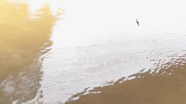 The flight of the great swifts (Apus melba) and fork-tailed swift (Apus pacificus). slow motion. Vietnam. Slow motion