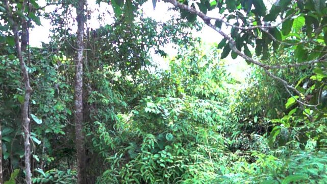 The flight of the great swifts (Apus melba) and fork-tailed swifts (Apus pacificus). slow motion. Vietnam rain forest. Slow motion